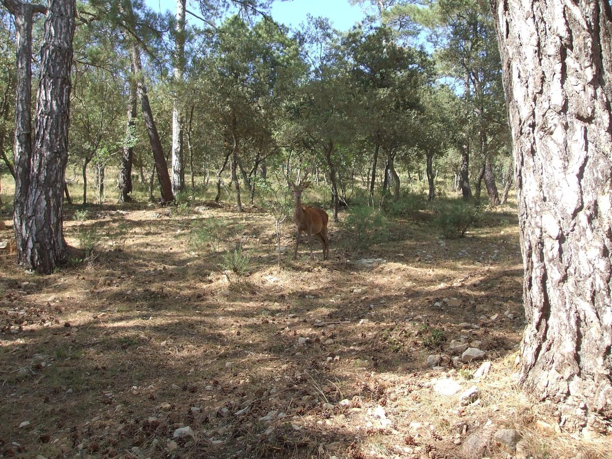 Alojamientos Pena Del Rey Cazorla Buitenkant foto